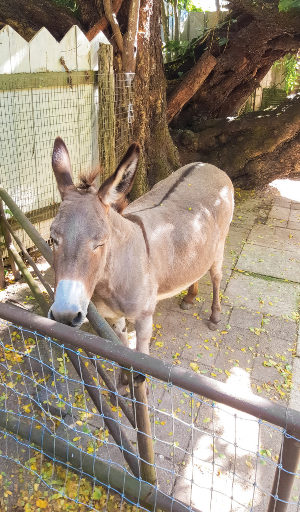 괌 여행 추천 괌 동물원