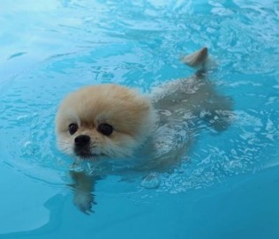 강아지가-얼굴을-내밀고-맑은-물에서-수영하는-장면