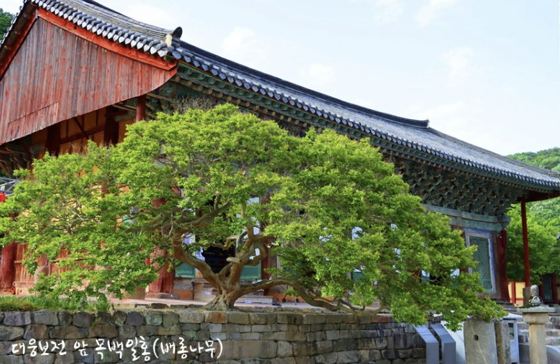 고창 선운사