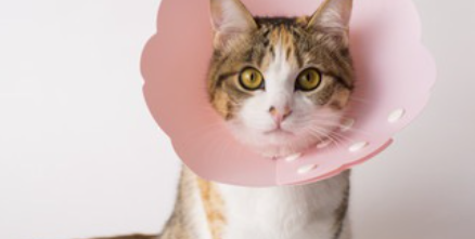 얼굴이 부어 치료 중인 고양이.