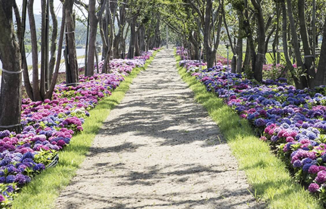 신안 도초도 섬 수국축제