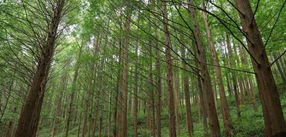 옥천 화인산림욕장 메타세콰이어길의 신록