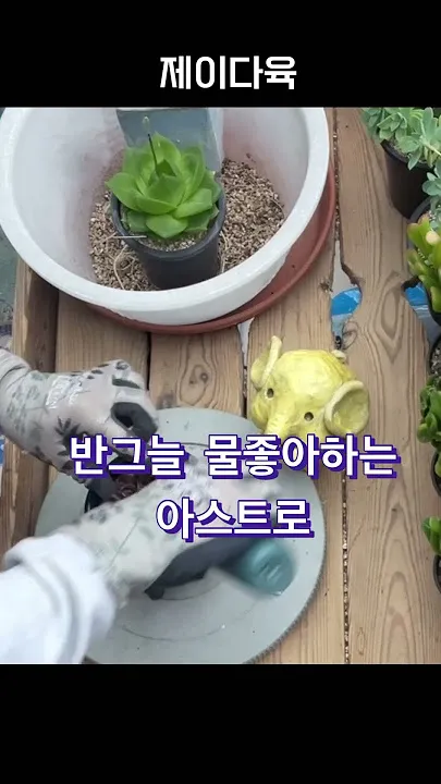 미니 선인장 키우기 물주기 통풍관리 창가배치 귀여운 관리법_8