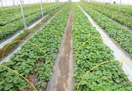 청춘양구 곰취 축제 그린페스타 기본일정과 공연 및 특징 소개 서지오 화자 나태주 케이시 코요태 경서 노브레인 출연