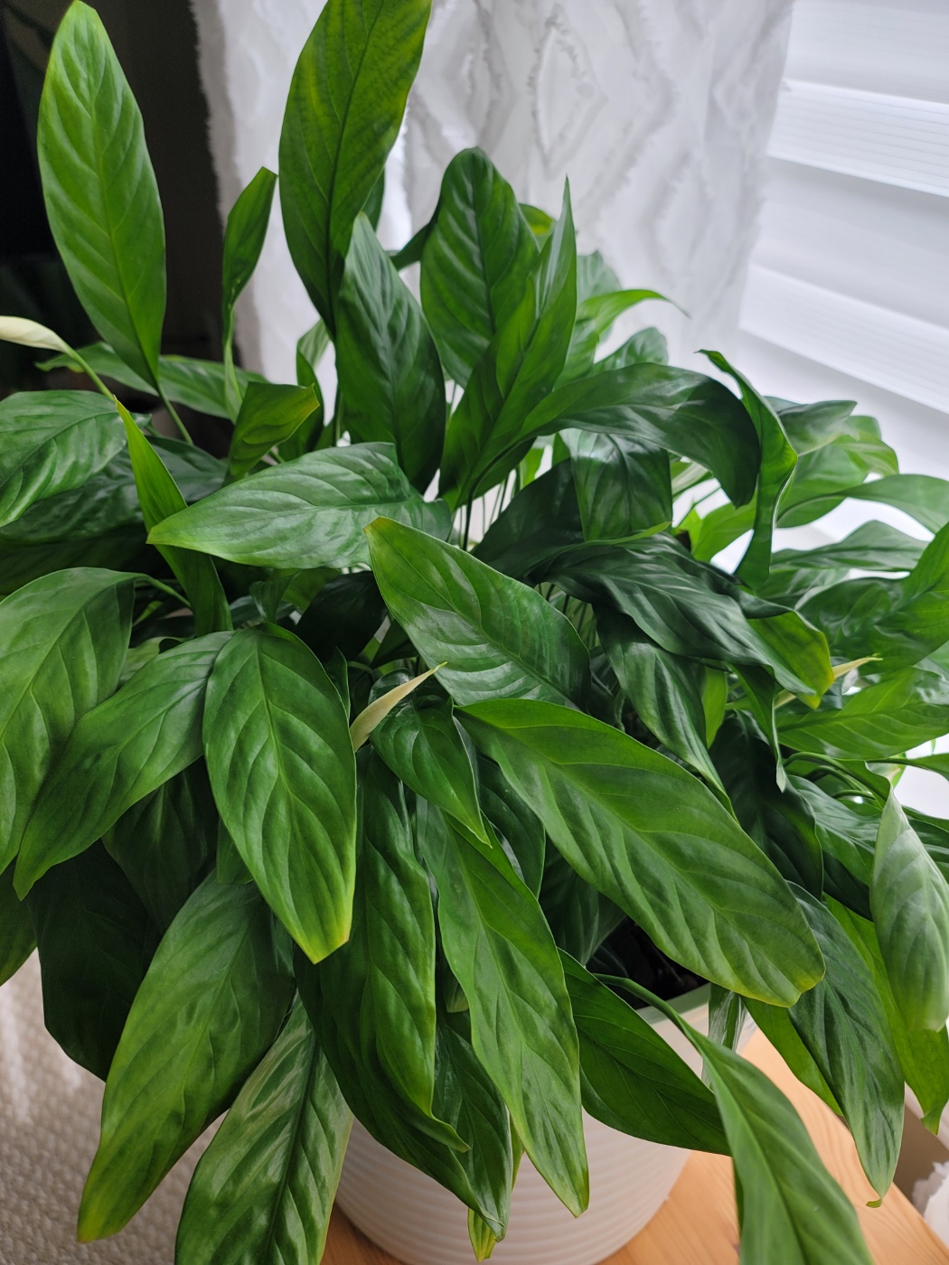 갈색 부위만 잘라내어 정리한 스파트 필름