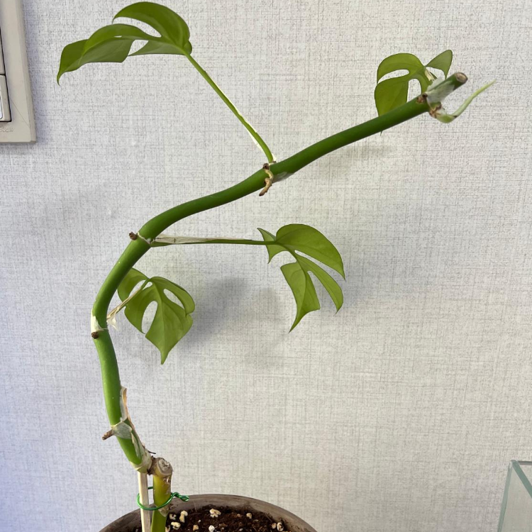 몬스테라 히메 사진