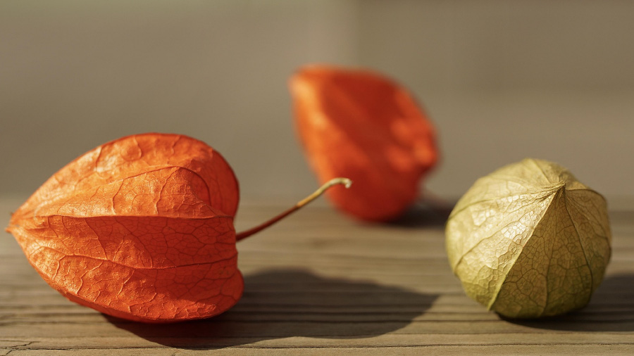 야생에서 채취를 한 오렌지색의 꽈리 2개와 옅은 갈색의 꽈리 1개를 바닥에 놓아두고 찍은 사진