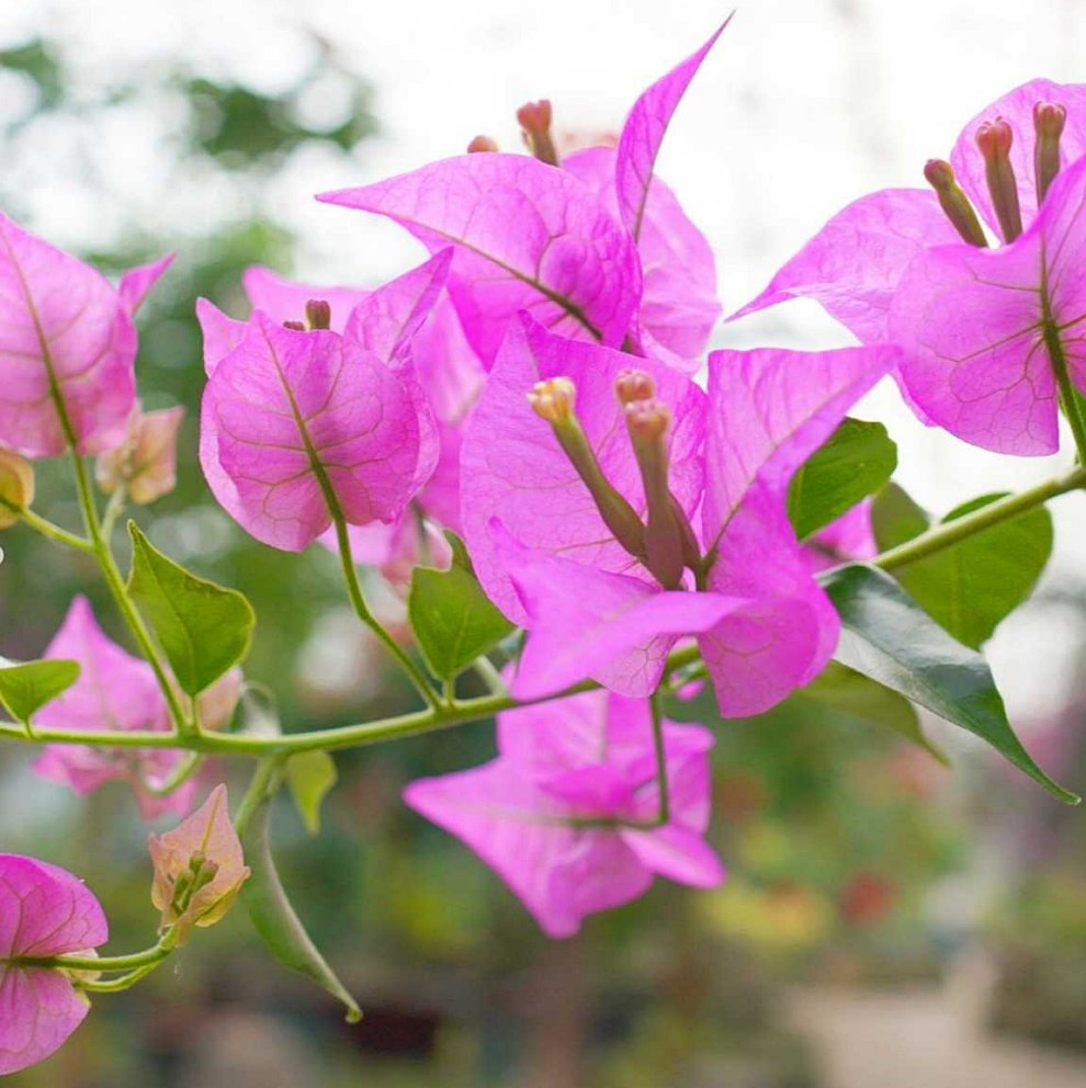 한림공원 부겐빌레아 축제
