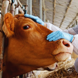 구제역 관련주 백신 대장주 테마주 TOP5