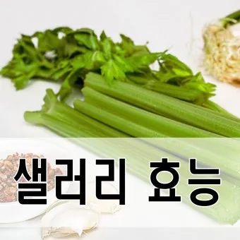 샐러리 효능 알고 먹는법 잎 생으로 손질법 요리_6