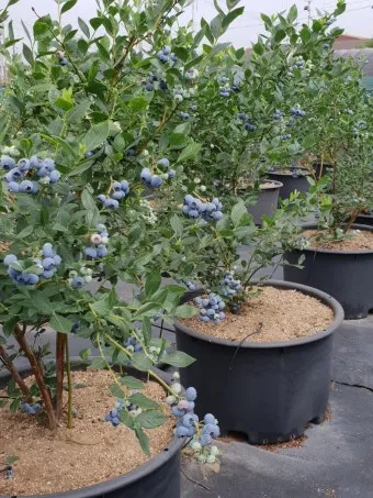 블루베리 재배 산도 조절 피트모스 혼합 여름 관수_6