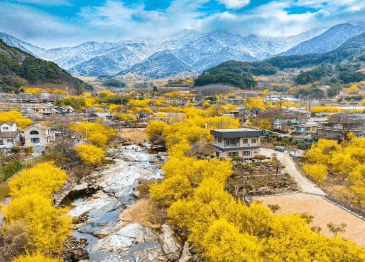 2025 구례산수유축제 관련사진