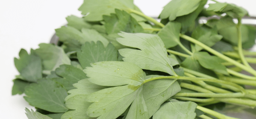 방풍나물을 확대한 사진