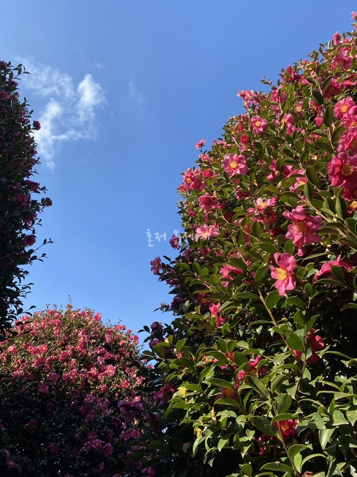 동백나무-푸른하늘-camellia-tree-blue-sky