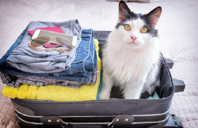 여행가방과 고양이