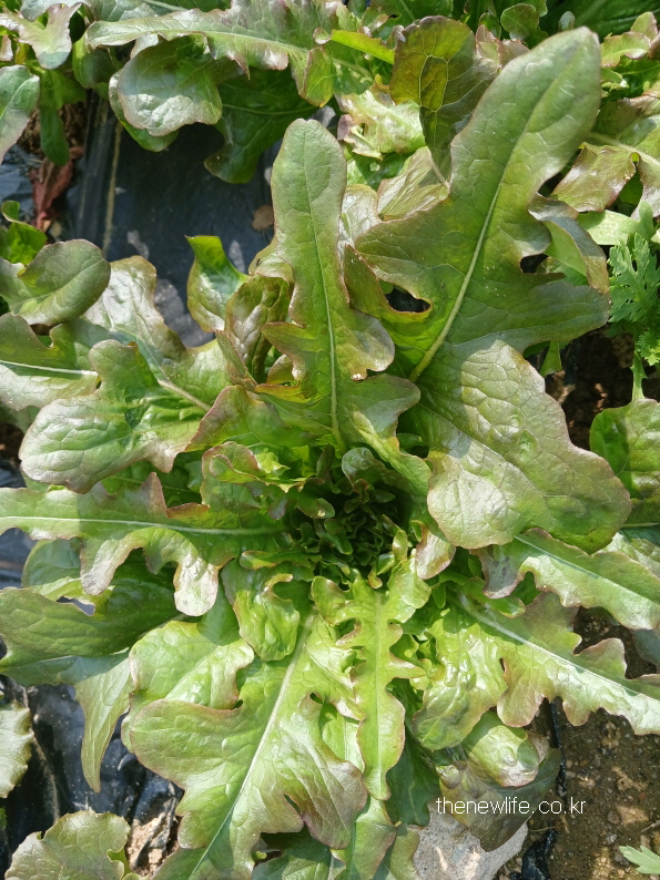 Red oak leaf lettuce with deep lobes and a reddish hue- 붉은 빛이 도는 깊은 갈래의 적오크상추
