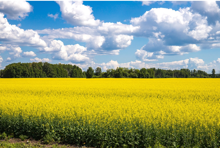 봄에 즐길 수 있는 국내 여행지 추천