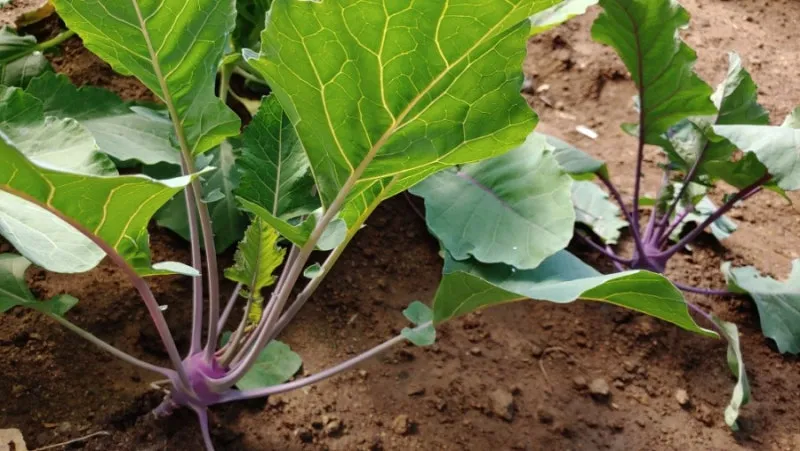 콜라비 재배 모종 선택 빛 관리 당도 높이기_1