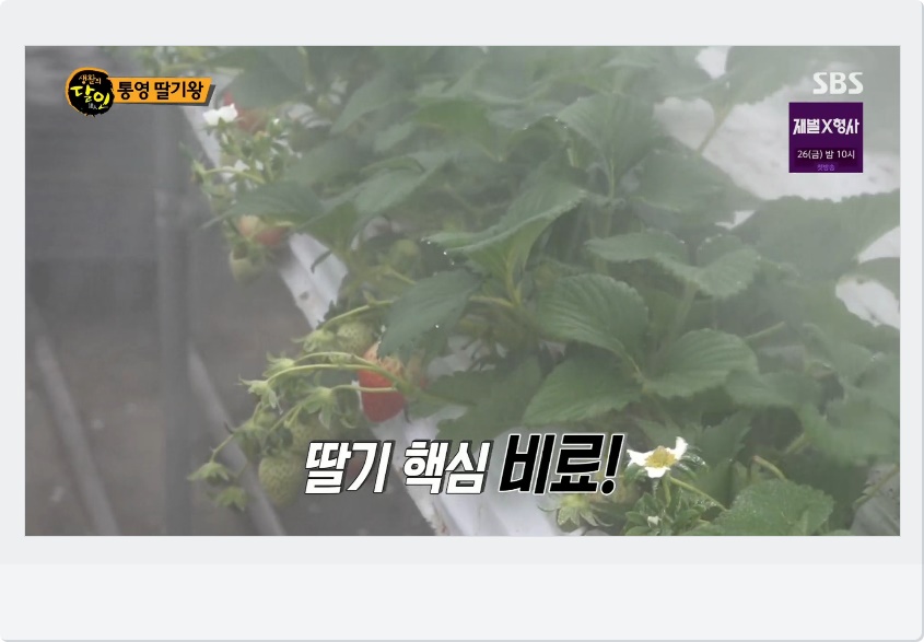 생활의 달인