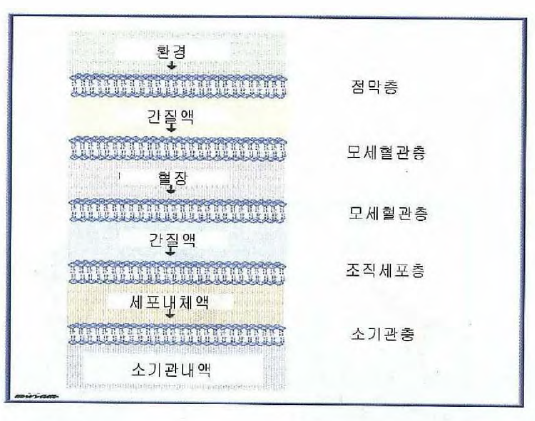 독성동태 학습을 위한 흡수 개념의 이해