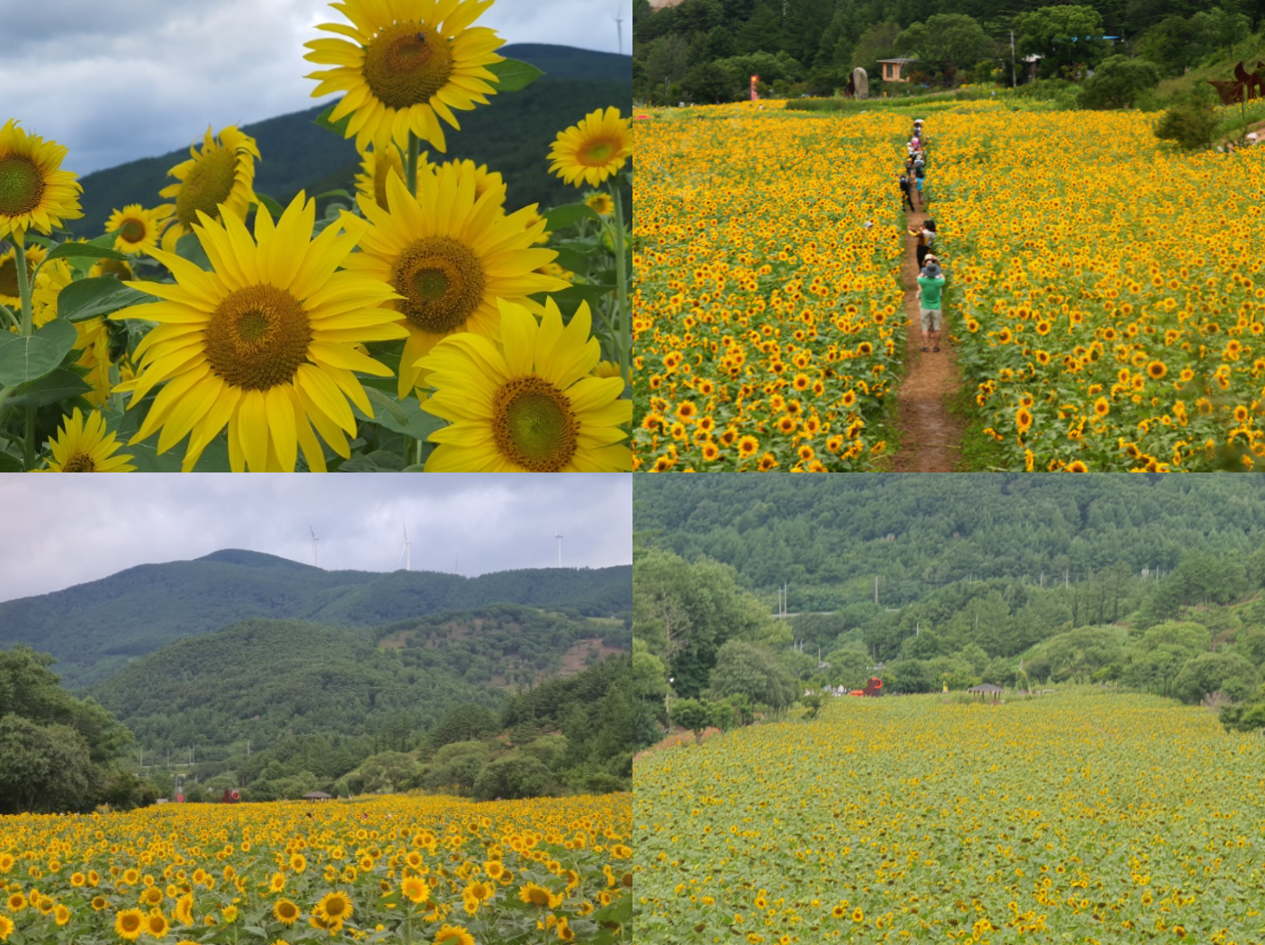 태백 해바라기축제