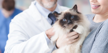 고양이를 안는 주인과 이야기를 나누는 수의사.