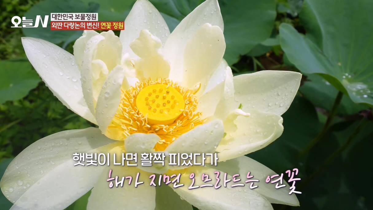 오늘N 대한민국 보물정원 매달 3000명 방문 연꽃정원