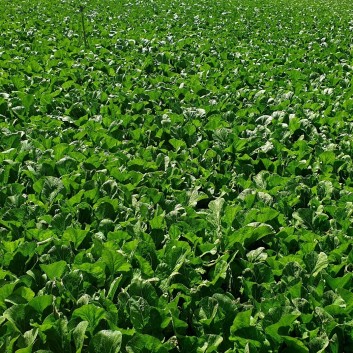 6시 내고향 여수 돌게장 꽃게장 갓김치 맛집 어부밥상 위치 메뉴 가격 택배 주문방법15