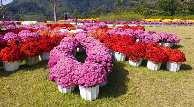 옥정호 출렁다리