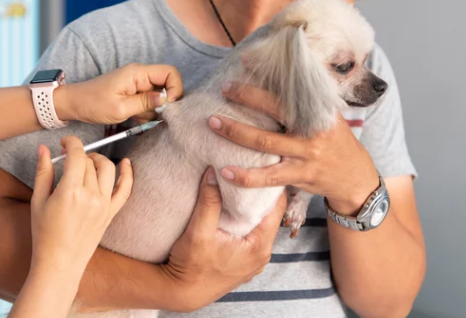 강아지 심장사상충/출처:어도비스톡