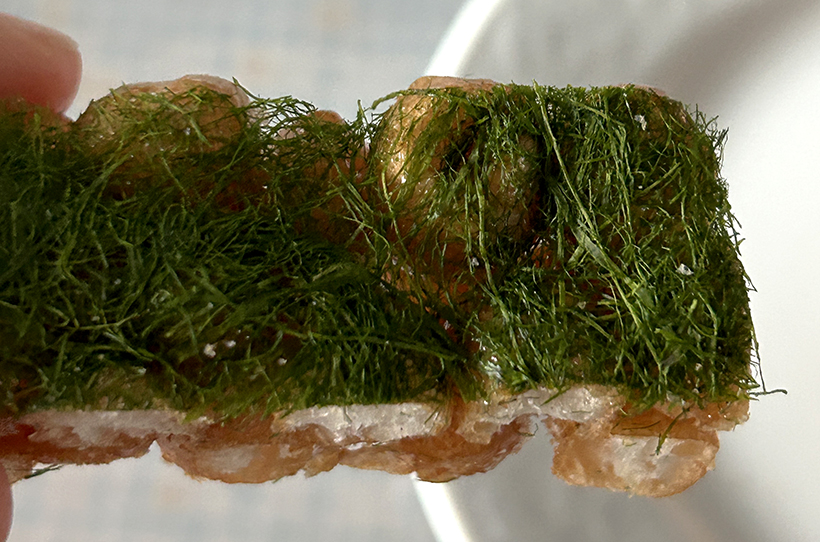 삼척오란다-감태2