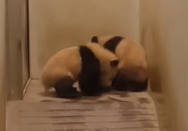 루이바오-후이바오-사진