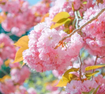 겹벚꽃 개화시기 숨겨진 명소_3