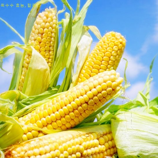 옥수수 효능
