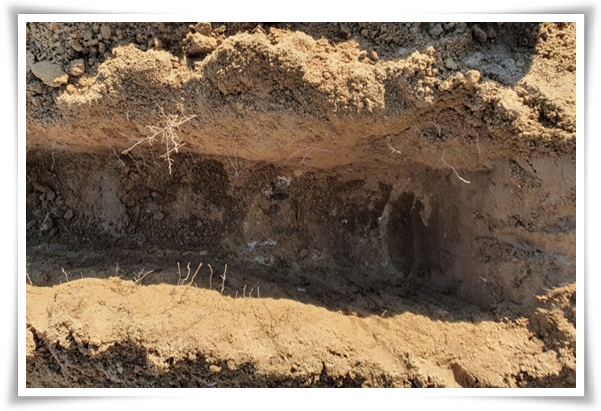 "남은 김장 배추 보관법" 땅속에 묻기/냉장/냉동 보관 등 오래 보관하는 법!