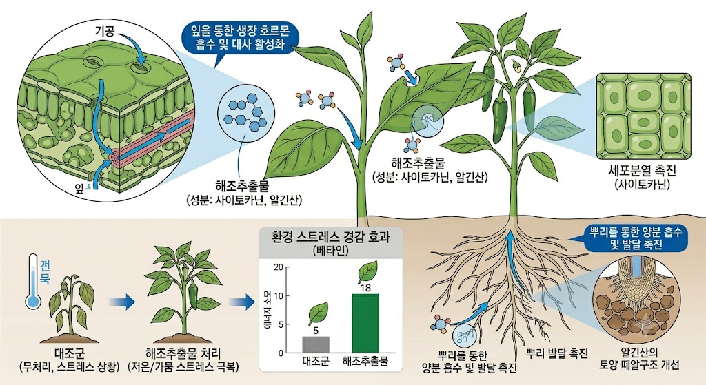식물 잎과 뿌리를 통해 해조추출물이 흡수되어 세포 내 삼투압을 조절하고 생장 호르몬을 활성화하는 과정을 나타낸 설명 삽화