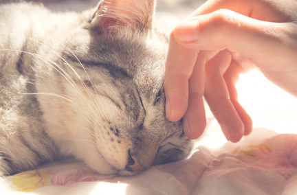 잠든 고양이를 쓰다듬는 모습.