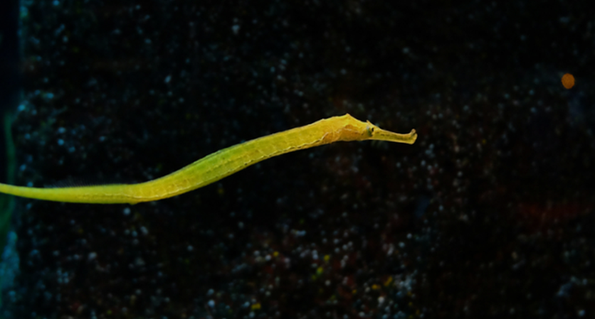 파이프피쉬(Pipefish)