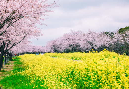 녹산로 -채꽃길