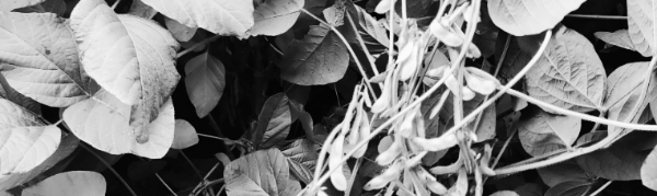 서리태 파종시기: 잡초 제거