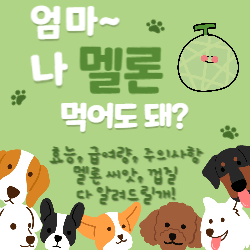 반려견 멜론 썸네일