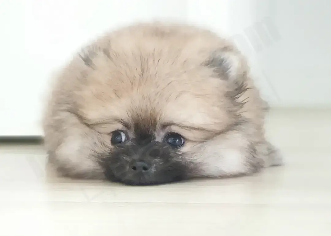 아기 포메라니안