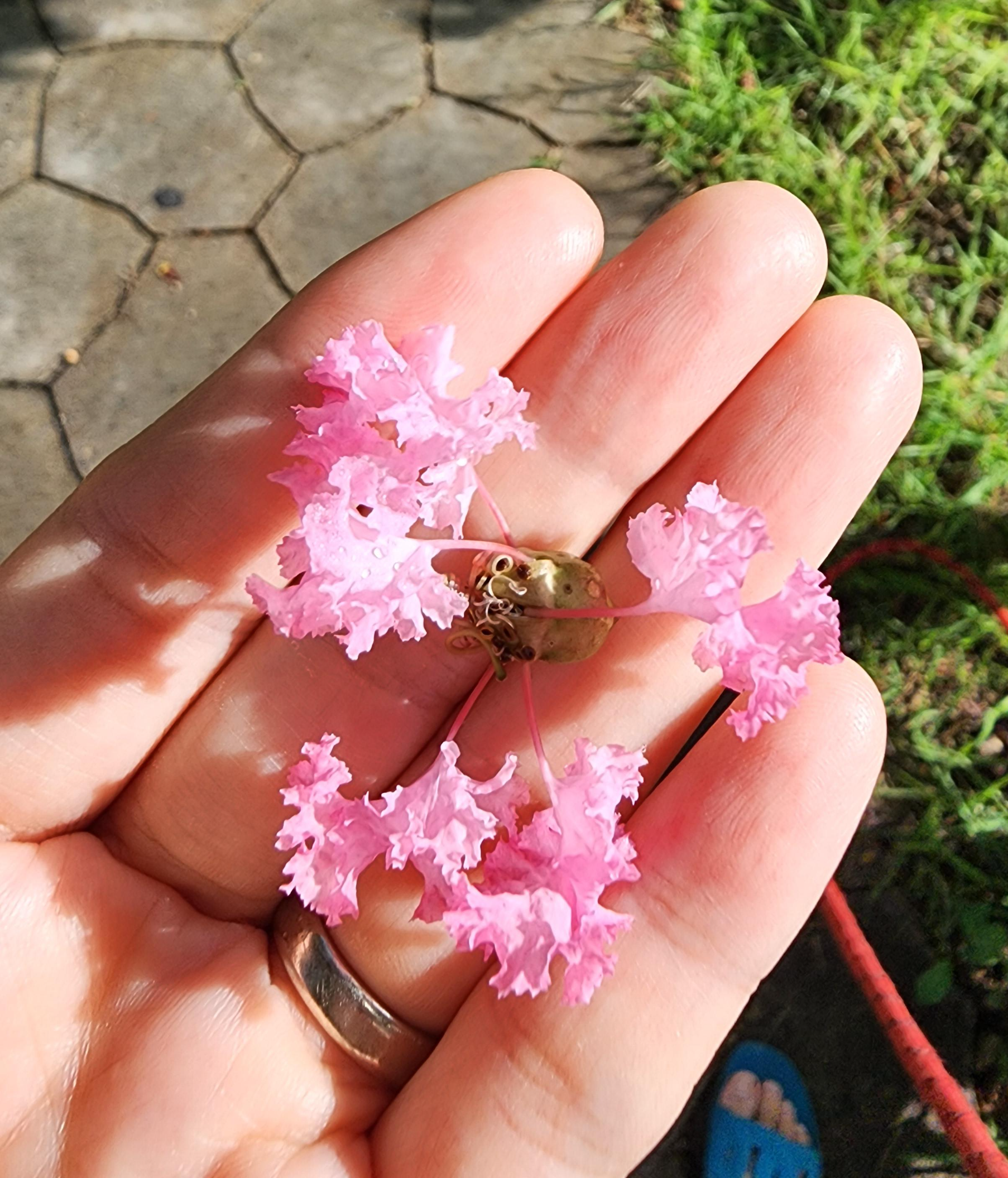 백일 동안 피어나는 나무, 배롱나무 &ndash; 여름 햇살 아래 핀 부귀의 꽃
