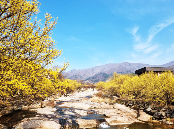 구례 산수유축제