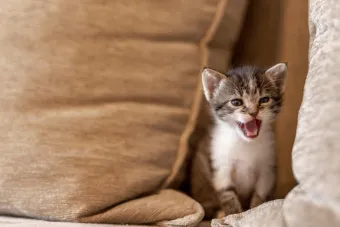 &amp;quot;고양이