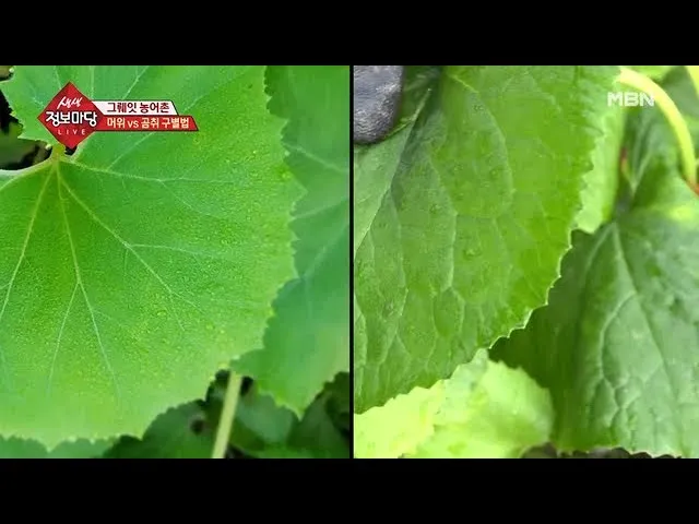 곰취 먹는방법 쌈 무침 장아찌 만드는법 요리 데치는방법_3