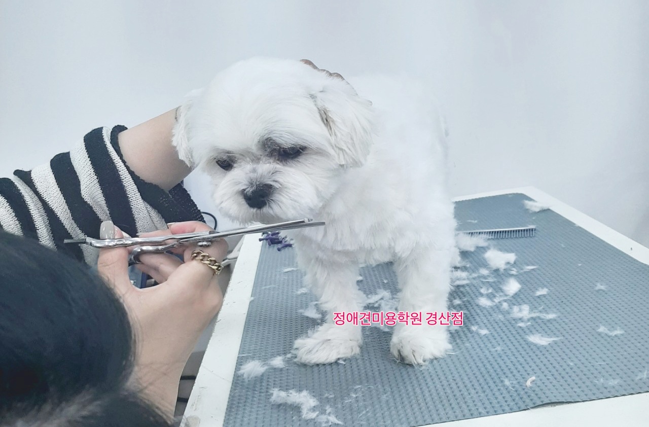 정애견미용학원경산점 대구애견미용학원