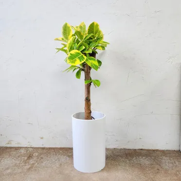 집들이 선물 식물추천 키우기쉬운 종류 물주기 빛관리 가이드_8