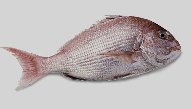 광어효능 도미효능 서천 자연산 광어 도미 축제