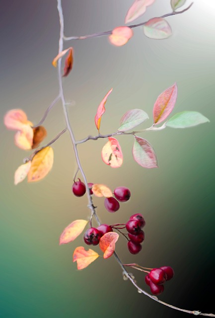 2025 화담숲 홈페이지 예약 관련이미지